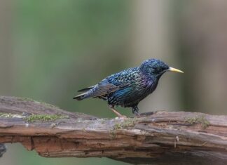 Od jakiej średniej można nie zdać?