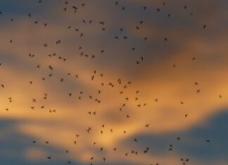 Jaki jest wzór na masę?