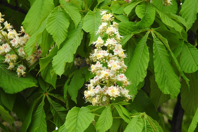 Czy z Polską matura można studiować w Niemczech? Czy z Polską matura można studiować w Niemczech?