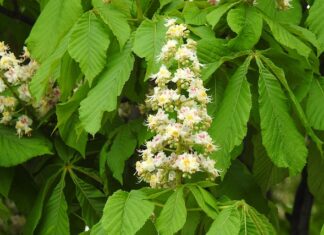 Czy polska matura jest uznawana w USA? Czy polska matura jest uznawana w USA?